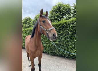 BWP (cheval de sang belge), Jument, 2 Ans, Bai