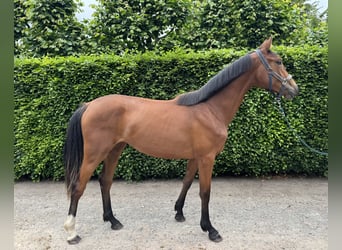 BWP (cheval de sang belge), Jument, 2 Ans, Bai