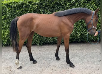 BWP (cheval de sang belge), Jument, 2 Ans, Bai