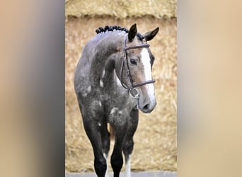 BWP (cheval de sang belge), Jument, 3 Ans, 155 cm
