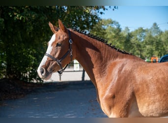 BWP (cheval de sang belge), Jument, 3 Ans, 156 cm, Bai