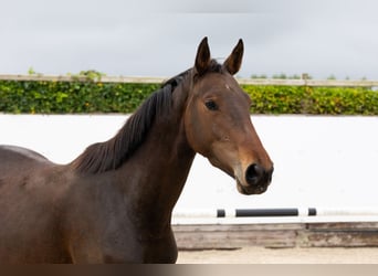 BWP (cheval de sang belge), Jument, 3 Ans, 158 cm, Bai brun