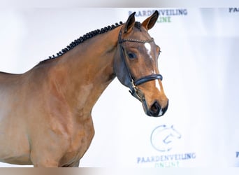 BWP (cheval de sang belge), Jument, 3 Ans, 161 cm, Bai