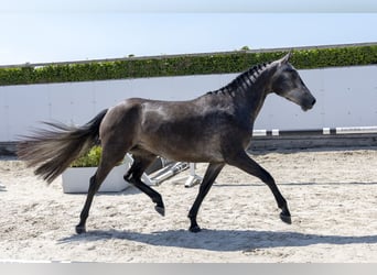 BWP (cheval de sang belge), Jument, 3 Ans, 163 cm, Gris
