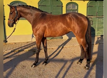 BWP (cheval de sang belge), Jument, 3 Ans, 167 cm, Bai