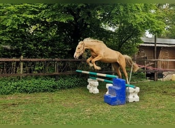 BWP (cheval de sang belge), Jument, 3 Ans, 167 cm, Palomino