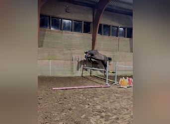 BWP (cheval de sang belge), Jument, 3 Ans, 172 cm, Gris