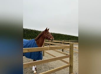 BWP (cheval de sang belge), Jument, 4 Ans, 155 cm, Alezan