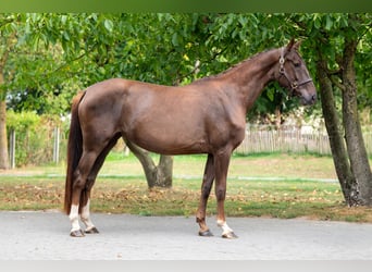 BWP (cheval de sang belge), Jument, 4 Ans, 159 cm, Alezan