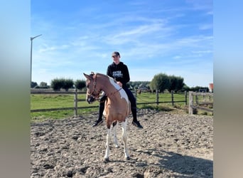 BWP (cheval de sang belge), Jument, 4 Ans, 160 cm