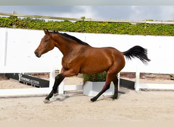 BWP (cheval de sang belge), Jument, 4 Ans, 162 cm, Bai