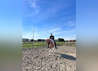 BWP (cheval de sang belge), Jument, 4 Ans, 162 cm, Pinto