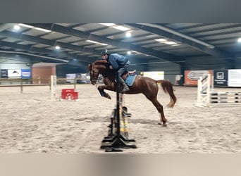 BWP (cheval de sang belge), Jument, 4 Ans, 165 cm, Alezan