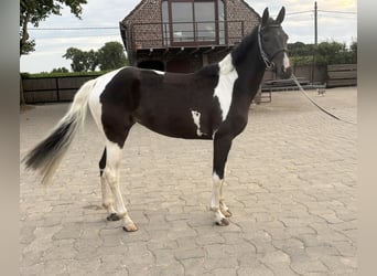 BWP (cheval de sang belge), Jument, 4 Ans, 166 cm, Tobiano-toutes couleurs
