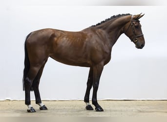 BWP (cheval de sang belge), Jument, 4 Ans, 168 cm, Bai