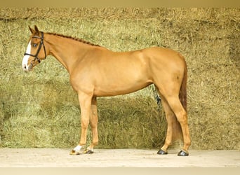 BWP (cheval de sang belge), Jument, 4 Ans, 170 cm, Alezan