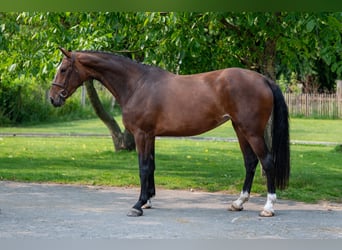 BWP (cheval de sang belge), Jument, 4 Ans, 170 cm, Bai