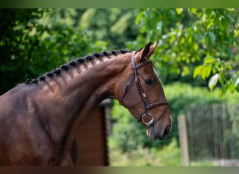BWP (cheval de sang belge), Jument, 4 Ans, 170 cm, Bai
