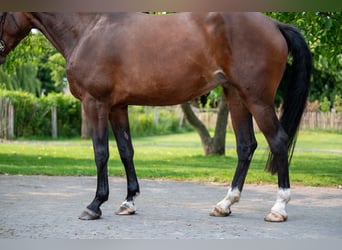 BWP (cheval de sang belge), Jument, 4 Ans, 170 cm, Bai