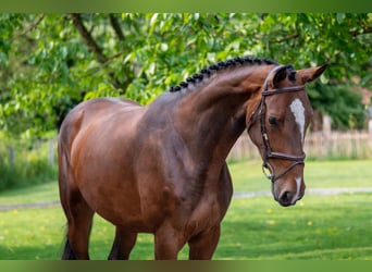 BWP (cheval de sang belge), Jument, 4 Ans, 170 cm, Bai