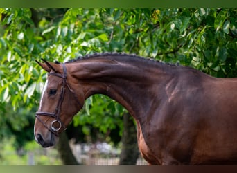 BWP (cheval de sang belge), Jument, 4 Ans, 170 cm, Bai