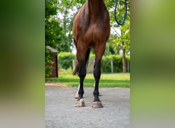 BWP (cheval de sang belge), Jument, 4 Ans, 170 cm, Bai