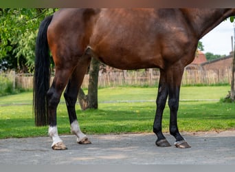 BWP (cheval de sang belge), Jument, 4 Ans, 170 cm, Bai