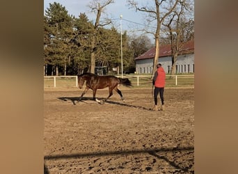 BWP (cheval de sang belge), Jument, 4 Ans, 175 cm, Bai