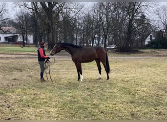 BWP (cheval de sang belge), Jument, 4 Ans, 175 cm, Bai