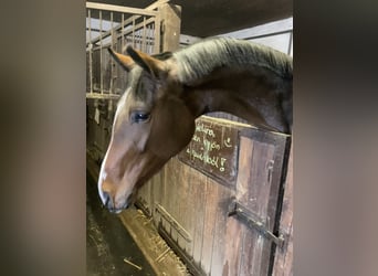BWP (cheval de sang belge), Jument, 4 Ans, 175 cm, Bai