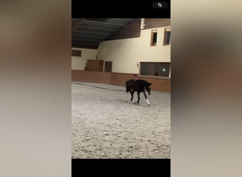 BWP (cheval de sang belge), Jument, 4 Ans, 175 cm, Bai