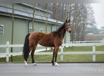 BWP (cheval de sang belge), Jument, 4 Ans, Bai