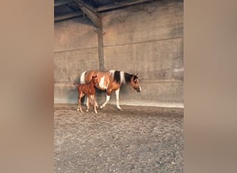 BWP (cheval de sang belge), Jument, 4 Ans
