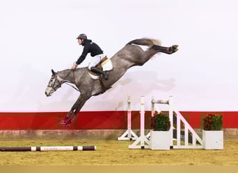BWP (cheval de sang belge), Jument, 5 Ans, 161 cm