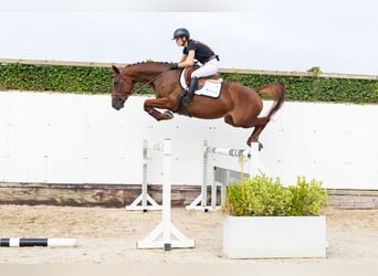 BWP (cheval de sang belge), Jument, 5 Ans, 162 cm, Alezan brûlé