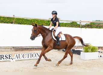 BWP (cheval de sang belge), Jument, 5 Ans, 162 cm, Alezan brûlé