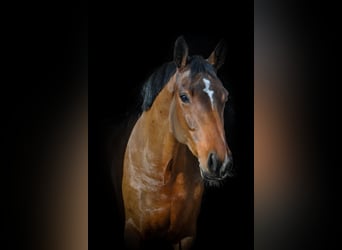 BWP (cheval de sang belge), Jument, 5 Ans, 164 cm, Bai