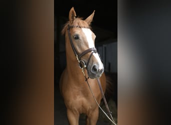BWP (cheval de sang belge), Jument, 5 Ans, 165 cm, Alezan