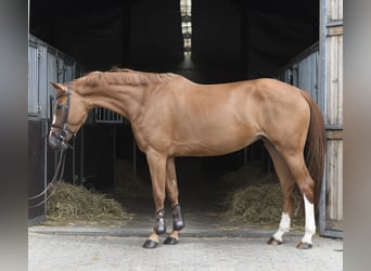 BWP (cheval de sang belge), Jument, 5 Ans, 165 cm, Alezan