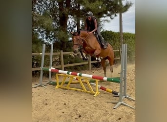 BWP (cheval de sang belge), Jument, 5 Ans, 165 cm, Bai