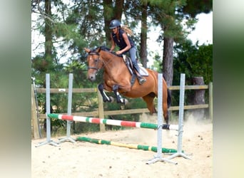 BWP (cheval de sang belge), Jument, 5 Ans, 165 cm, Bai