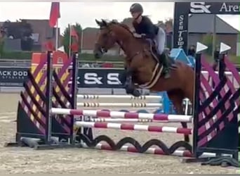 BWP (cheval de sang belge), Jument, 5 Ans, 165 cm, Bai