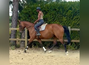 BWP (cheval de sang belge), Jument, 5 Ans, 165 cm, Bai