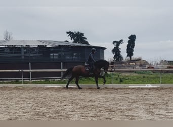 BWP (cheval de sang belge), Jument, 5 Ans, 165 cm