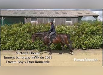 BWP (cheval de sang belge), Jument, 5 Ans, 168 cm, Bai brun foncé