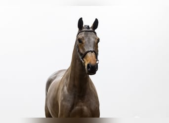 BWP (cheval de sang belge), Jument, 5 Ans, 168 cm, Bai
