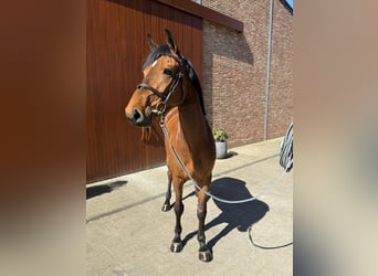 BWP (cheval de sang belge), Jument, 5 Ans, 168 cm, Bai