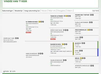 BWP (cheval de sang belge), Jument, 5 Ans, 169 cm