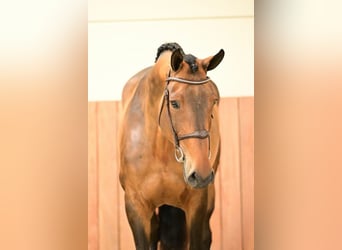 BWP (cheval de sang belge), Jument, 5 Ans, 170 cm, Bai
