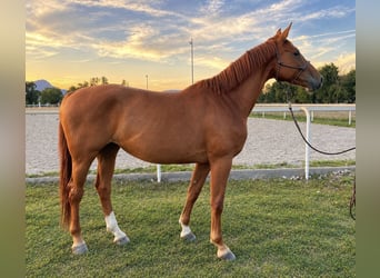 BWP (cheval de sang belge), Jument, 5 Ans